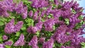 Floral backdrop of luxuriant bush of blooming purple lilac flowers. Lush violet pink color petals of lilac bunches of flowers