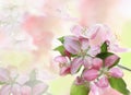 Floral Background Royalty Free Stock Photo