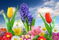 Floral background Royalty Free Stock Photo