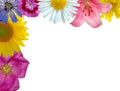 Floral background Royalty Free Stock Photo