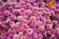 Floral background of autumn purple chrysanthemums
