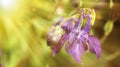 Floral background.beautiful blurred sunset background sun rays pink Aquilegia closeup