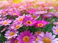 Floral background with beautiful flowers, field of pink daisies with sunlight. Royalty Free Stock Photo