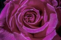 Floral background with beautiful magenta rose