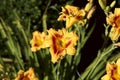 Floral background. Beautiful orange daylily flowers close up. Royalty Free Stock Photo