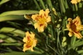Floral background. Beautiful orange daylily flowers close up. Royalty Free Stock Photo