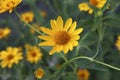 Floral background.Beautiful yellow doronicum flower close-up. Royalty Free Stock Photo