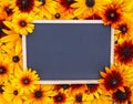 Floral background. Black-eyed susan or Rudbeckia hirta plant, brown betty, gloriosa daisy, golden Jerusalem. Black framed chalkboa