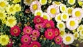 Floral background. Blooming multicolored daisy flowers