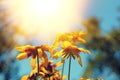 Blossoming Black-eyed Susan flowers Royalty Free Stock Photo