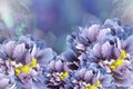 Floral background blue-violet peonies. Flowers close-up on a turquoise-blue-violet background. Flower composition Royalty Free Stock Photo