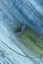 Floral background. On a blue wooden background lies an inflorescence Dipsacus.