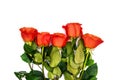 Floral background with a bouquet of red roses. Colorful bouquet of roses on a white background. Flowers lie in a row