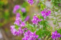 Floral background branch purple flowers with green