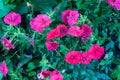 Floral background of bright cyclamen petunias among green leaves.