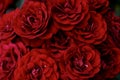 Floral background of bright red scarlet roses, in the corners are small fragments of green leaves, looking from above Royalty Free Stock Photo