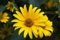 Floral background with bright yellow daisies on natural background. Rudbeckia in the garden Royalty Free Stock Photo