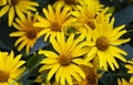 Floral background with bright yellow daisies on natural background. Rudbeckia in the garden Royalty Free Stock Photo