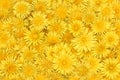 floral background of bright yellow dandelions Royalty Free Stock Photo