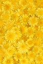 Floral background of bright yellow dandelions Royalty Free Stock Photo