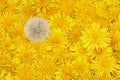 Floral background of bright yellow dandelions Royalty Free Stock Photo