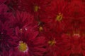 Floral background of burgundy chrysanthemums. Autumn flowers. Purple-red chrysanthemums in the garden. Flowers close-up. Abstract