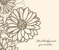 Floral background Camomile