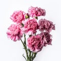 Floral background of carnations flowers close up on white Royalty Free Stock Photo