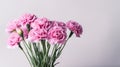 Floral background of carnations flowers close up on white Royalty Free Stock Photo