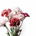 Floral background of carnations flowers close up on white Royalty Free Stock Photo