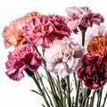 Floral background of carnations flowers close up on white Royalty Free Stock Photo