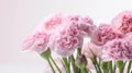 Floral background of carnations flowers close up on white Royalty Free Stock Photo