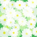 Floral background of chamomiles