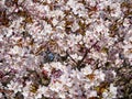 Floral background. Cherry blossom tree in bloom. Sakura flowers in bloom. Garden on sunny spring day. Soft focus botany Royalty Free Stock Photo