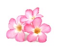 Floral background. Close up of Tropical flower Pink Adenium Royalty Free Stock Photo