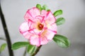 Floral background close up of tropical flower pink adenium desert rose Royalty Free Stock Photo