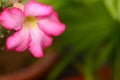 Floral background. Close up of Tropical flower Pink Adenium Royalty Free Stock Photo