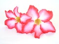 Floral background. Close up of Tropical flower Pink Adenium. Desert rose on isolated white Royalty Free Stock Photo