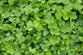 Floral background and clover leaves close-up top view. Royalty Free Stock Photo