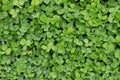 Floral background and clover leaves close-up top view. Royalty Free Stock Photo