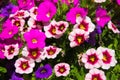 Floral background: colourful surfinia flowers in a balcony