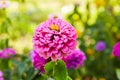 Floral background. Common Zinnia. lowers of Zinnia Zinnia violacea Cav. Royalty Free Stock Photo