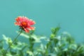 Floral background concept with copy space. Red gaillardia flower isolated on green background Royalty Free Stock Photo