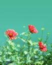 Floral background concept with copy space. Red gaillardia flowers isolated on green background Royalty Free Stock Photo