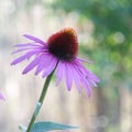 Floral background - cosmos flower - summer Stock Photos Royalty Free Stock Photo