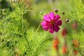 Floral background - cosmos flower - summer Stock Photos Royalty Free Stock Photo