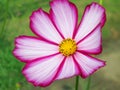 Floral background - cosmos flower - summer Stock Photos Royalty Free Stock Photo