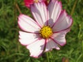 Floral background - cosmos flower - summer Stock Photos Royalty Free Stock Photo