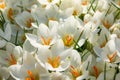 Close up of a white crocus flowers in full bloom