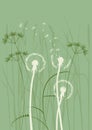 Floral background, dandelion Royalty Free Stock Photo